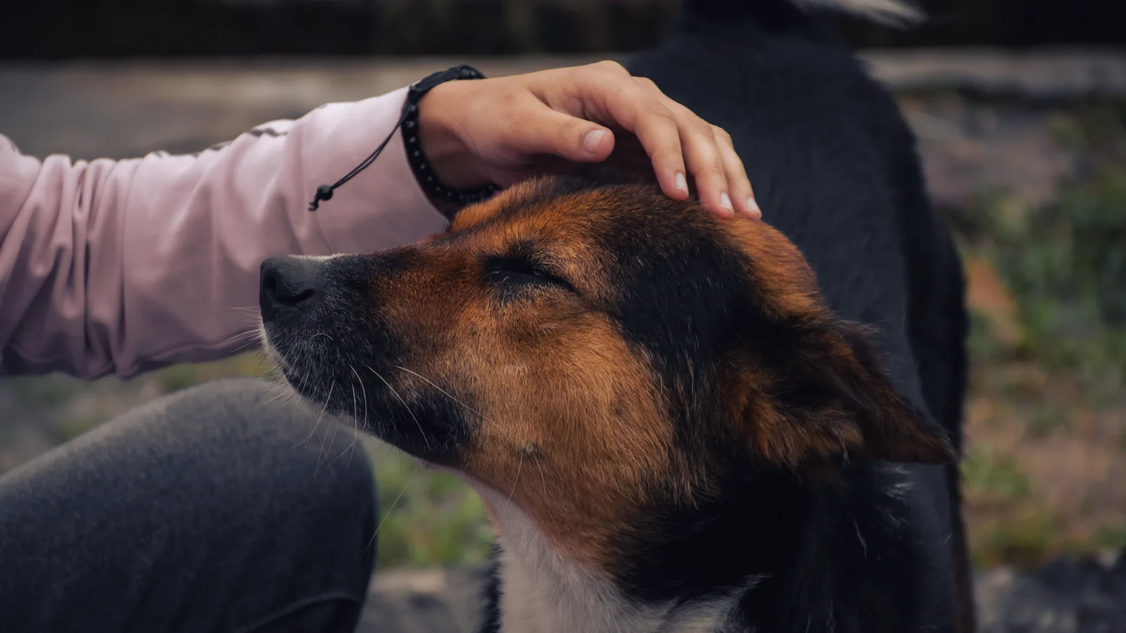 Person gently petting a calm dog outdoors
