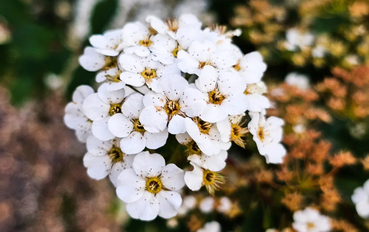 Cluster of white flowers in soft natural light